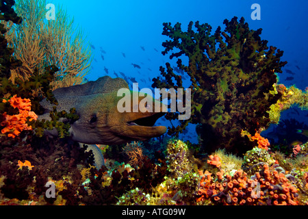 Ein freies Schwimmen Giant Moray Eel bahnt sich ihren Weg durch Tubastraea Korallen am Riff in den Malediven Kuda Rah Taila. Stockfoto