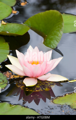 Eine Seerose, Nymphaea SP., wächst in einem Teich auf Arne Heide, auf der Isle of Purbeck in Dorset Stockfoto