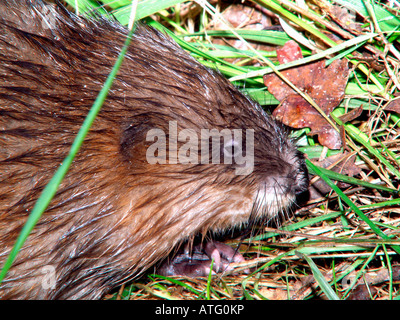 Ratte Musque Bisamratte Bisamratte Ondatra Zibethica Porträt Nahaufnahme Nimals Bisamratten Bisams Europa Europa Mammalia Säugetiere Musqu Stockfoto