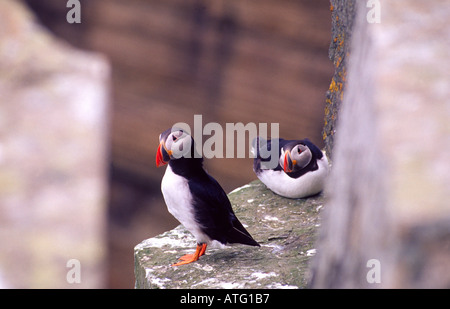 Papageientaucher auf einer Klippe am Noupe Kopf RSPB Reserve, Westray, Orkney Inseln, Schottland Stockfoto