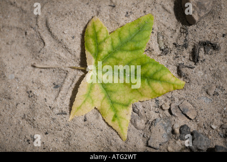 Gefallene Blatt Stockfoto