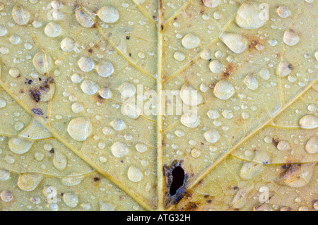 Regen oder Wasser fällt auf gefallene Blatt der Bergahorn, Acer pseudoplatanus Stockfoto