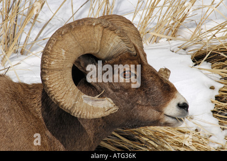 Stock Foto-Profil ein Rocky Mountain Bighorn Schafe. Stockfoto