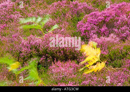 Adlerfarnfarne und Scots Ling Heidekraut im Wind, in die Cairngorms in der Nähe von Braemar Stockfoto