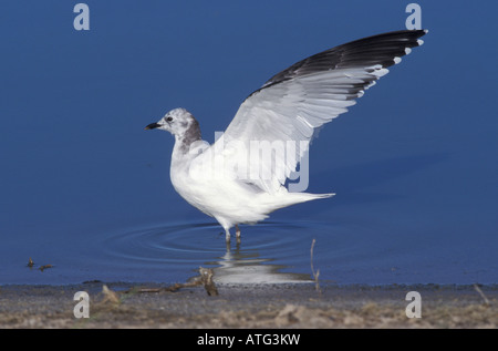 Sabine die Möwe ersten Sommer Xema Sabini, mit Flügel erweitert. Stockfoto