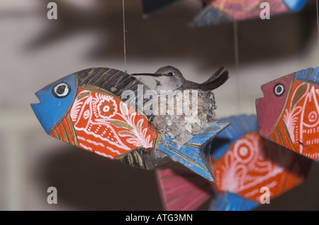 Costas Kolibri weiblich, Calypte besteht, im Nest auf Fisch-Mobile gebaut. Stockfoto