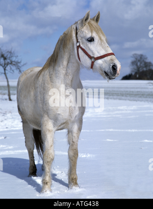 weißes Pferd stehend im Schnee Stockfoto