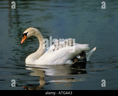 Höckerschwan (Cygnus olor). Weibliche Durchführung cygnets auf der Rückseite, Schwimmen Stockfoto