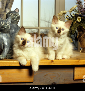 Heiligen Katze von Birma. Zwei Kätzchen auf der Fensterbank Stockfoto