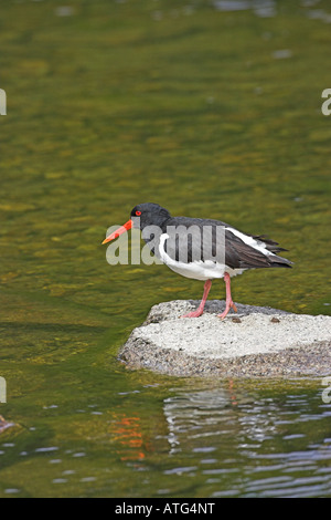 Eurasischen Austernfischer Haematopus Ostralegus auf Felsen in langsam fließenden Fluss Schottland Stockfoto