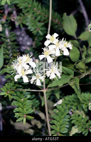 Traveller es Joy / alten Mannes Bart / Goatsbeard-Clematis Brachiata / Aristata-Familie Butterblume Stockfoto