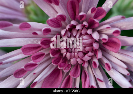 Chrysantheme Zimmerpflanze Stockfoto