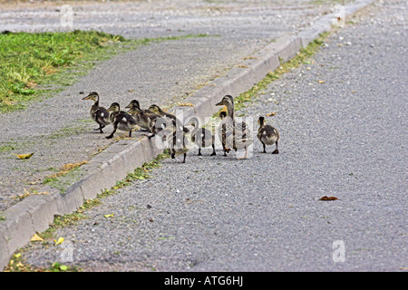 Stockente Anas Platyrhynchos weiblich und Entenküken, die Überquerung der Straße Peak District Nationalpark Derbyshire England Stockfoto