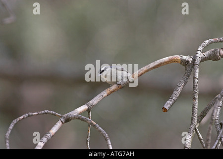 Korsische Kleiber Sitta Whiteheadi im Korsischen Schwarzkiefer Pinus Nigra Ssp Laricio Wald Gorges De La Restonica Korsika Frankreich Stockfoto