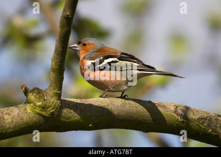 Männlichen Buchfinken auf Ast Stockfoto
