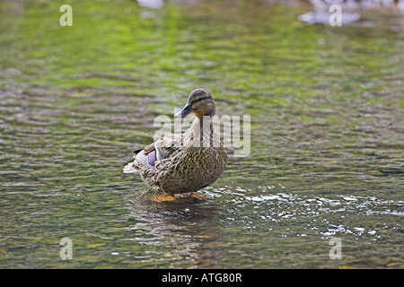 Stockente Anas Platyrhynchos weiblich putzen Peak District Nationalpark Derbyshire England Stockfoto