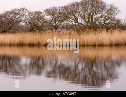 Braucht Erz Wildlife Reserve, Hampshire, UK Stockfoto