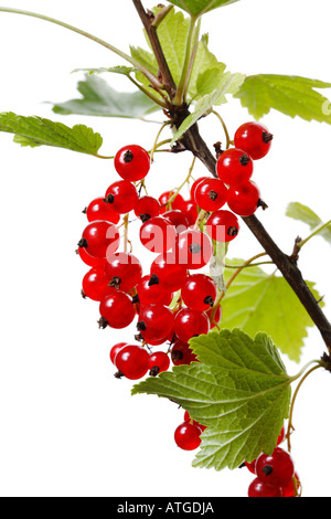 Johannisbeeren (Ribes Rubrum) Stockfoto