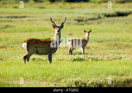 Sika Hirsch Hirsch, Cervus Nippon und ein junges Kalb Fütterung auf Salzwiesen von Arne Heide in Dorset Stockfoto