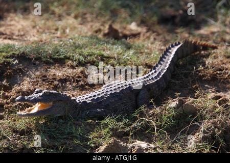 jungen Straßenräuber oder Sumpf-Krokodil im Bundala Nationalpark Sri Lanka Stockfoto