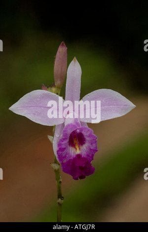 Arundina Graminifolia Bambus Orchidee Sinharaja Stockfoto