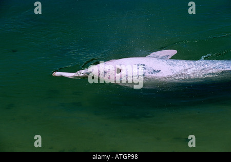 Indo Pacific Buckeldelfin, rosa Phase, (Sousa chinensis) gefangen; Sentosa, Singapur Stockfoto