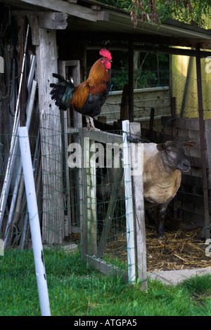 Französische Hahn und Schafe auf der Rückseite Garten Stift am frühen Morgen Stockfoto