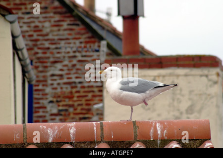 Möwe stehend auf Firstziegel von Whitby Dach North Yorkshire Stockfoto