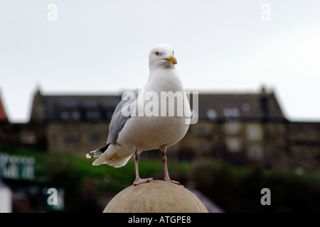 Möwe stehend auf Kai post Whitby North Yorkshire Stockfoto