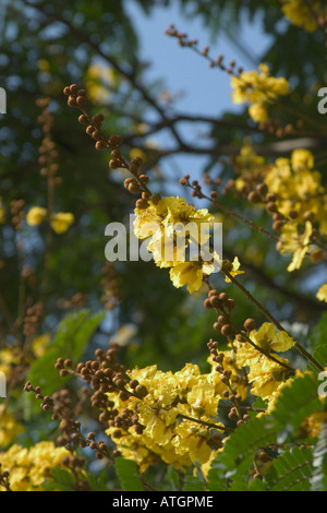 Nahaufnahme von Blumen aus gelben Poinciana Baum Peltophorum pterocarpum Stockfoto