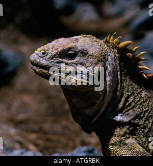 Portrait d beschaulicher Terrestre Ile de South Plaza Galapagos Erwachsene Erwachsene allein Amerika Artenvielfalten Biodiversität Bioiversity mana Stockfoto