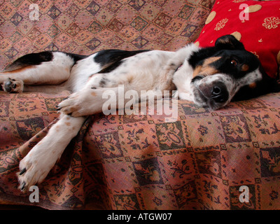 Hund auf sofa Stockfoto