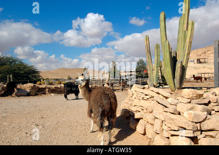 Alpaka-Farm in Mitzpe Ramon eine Stadt in der Wüste Negev Süden Israels Stockfoto