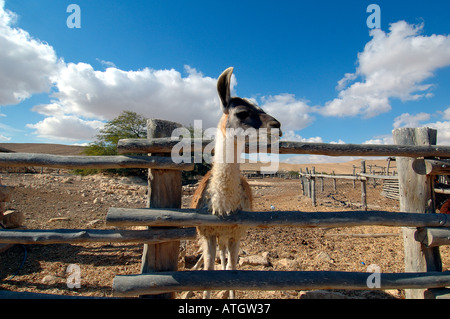 Alpaka-Farm in Mitzpe Ramon eine Stadt in der Wüste Negev Süden Israels Stockfoto