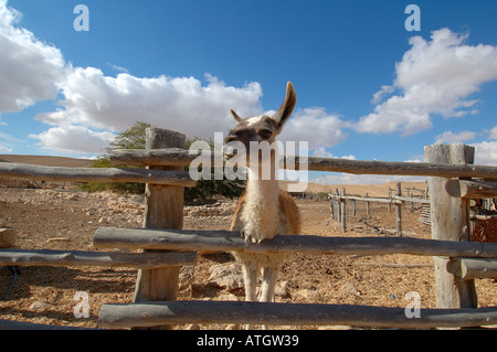 Alpaka-Farm in Mitzpe Ramon eine Stadt in der Wüste Negev Süden Israels Stockfoto