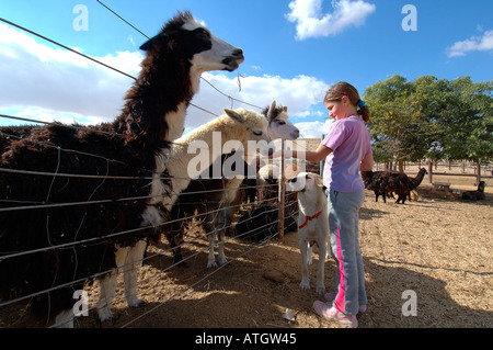 Junge Mädchen Fütterung Alpakas auf der Alpaka Farm in Mitzpe Ramon, Wüste Negev. Israel Stockfoto