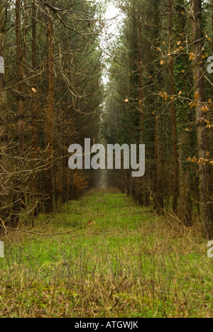 Zwei Baumreihen in Thetford Forest Stockfoto