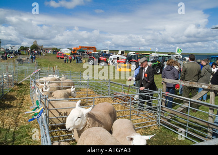 Dh Osten Festland zeigen ST ANDREWS ORKNEY Richter auf Schafe in der Viehzucht pen anzeigen Wettbewerb live Stock Stockfoto