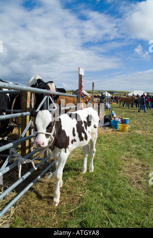 dh Osten Festland zeigen ST ANDREWS ORKNEY junge Kuh Kalb auf landwirtschaftliche Messe Stockfoto