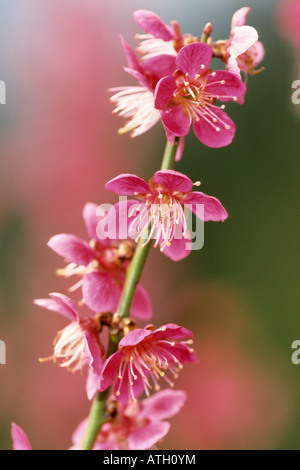 Japanische Aprikose (Prunus Mume), blühender Zweig, Vielfalt: Beni-Chi-Dori. Stockfoto