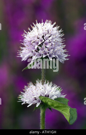 Horsemint, Wasser-Minze (Mentha Aquatica), Blüte Stockfoto