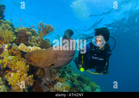 Taucher und Moray Aal im Korallenriff, Rotes Meer-Ägypten, Unterwasser, Tauchen, Tauchen, Meer, Meer, weibliche Taucher, ovale Maske, gefährlich, Stockfoto