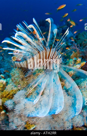 Löwe-Fische im Korallenriff, Rotes Meer-Ägypten, Tauchen, Meer, Meer, Leben im Meer, blaues Wasser, unter Wasser Stockfoto