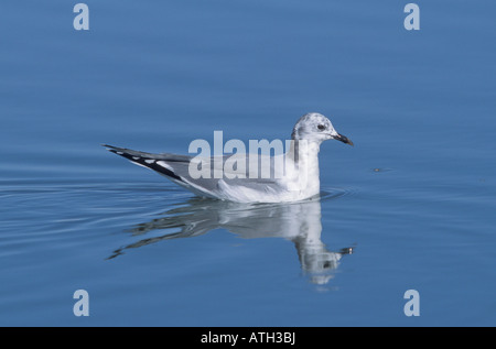 Sabine die Möwe ersten Sommer Xema Sabini, schwimmen. Stockfoto