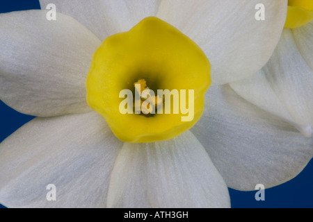 Nahaufnahme von Narcissus Canaliculatus auf blauem Hintergrund Stockfoto