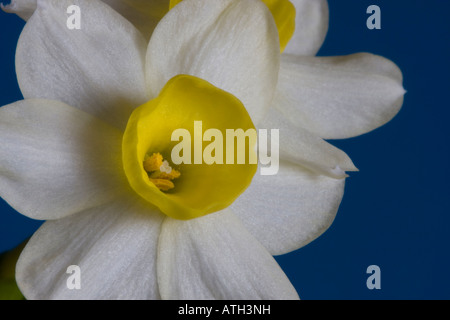 Nahaufnahme von Narcissus Canaliculatus auf blauem Hintergrund Stockfoto