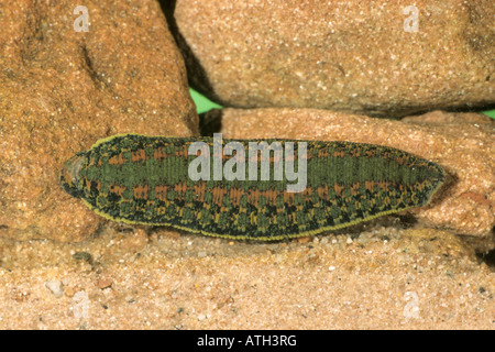 Medizinische Blutegel (Hirudo Medicinalis) auf Stein Stockfoto