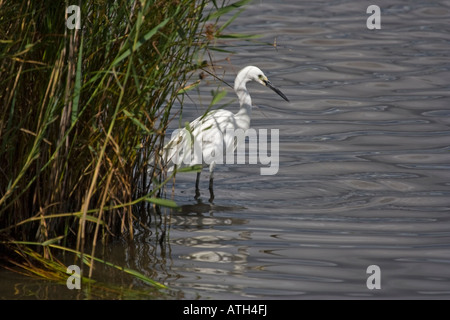 kleines Fischerdorf der Silberreiher in einem flachen See Stockfoto