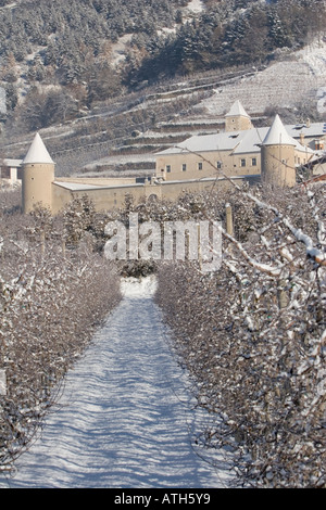 Schloss Goldrain, Italien, hinter Reihen Apfelbäume im winter Stockfoto