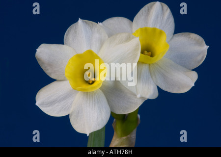 Nahaufnahme von Narcissus Canaliculatus auf blauem Hintergrund Stockfoto